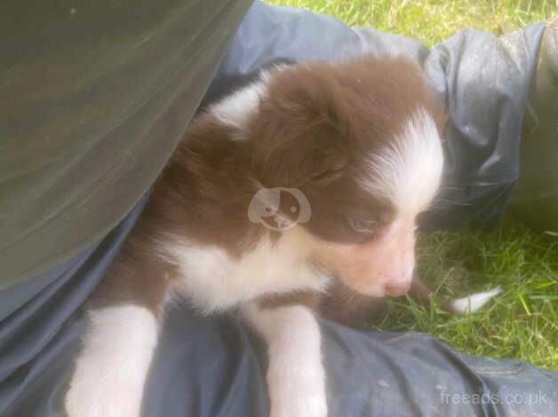 Red & White female pup for sale in Caernarfon, Gwynedd - Image 3