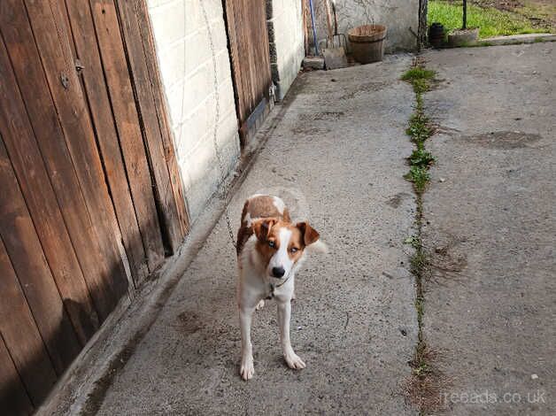 Red&white collie born 27 march for sale in Llandovery, Carmarthenshire