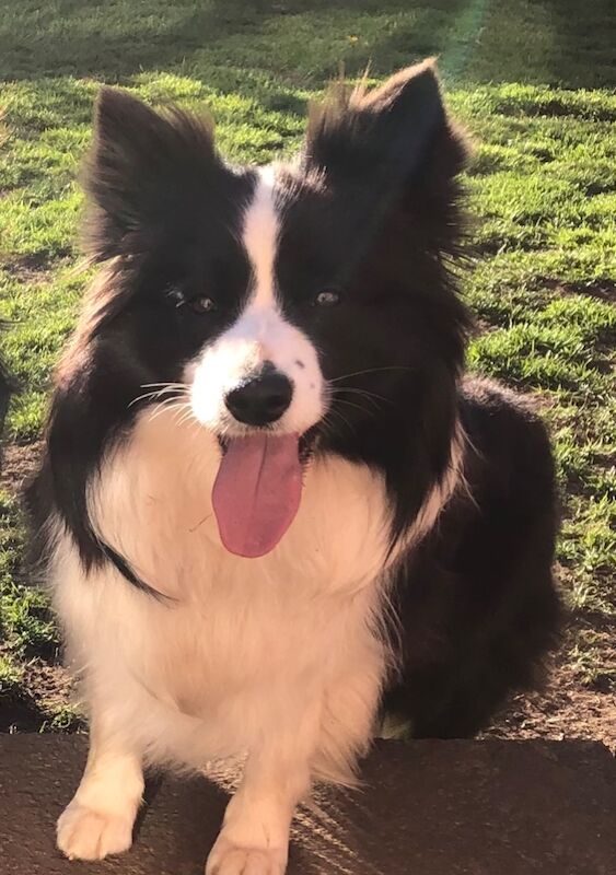 Registered border collie for sale in Nottinghamshire - Image 1