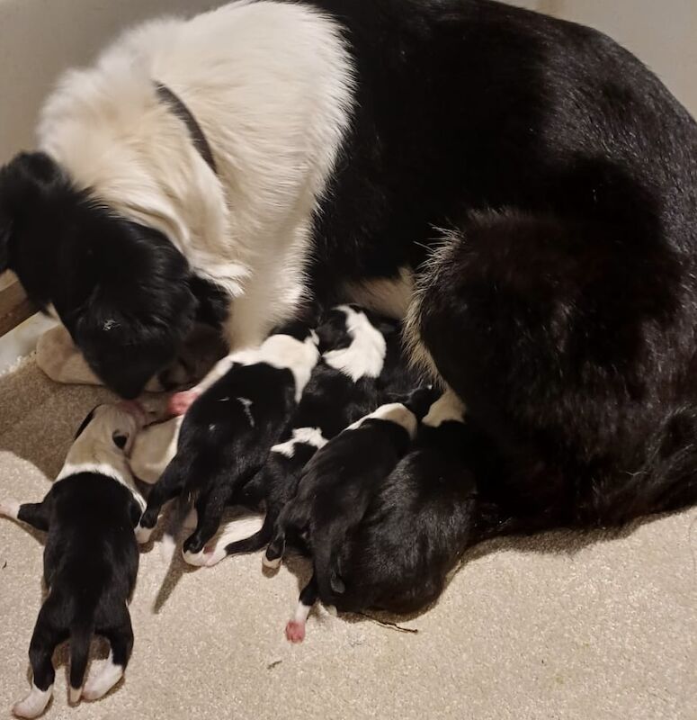 Kennel Club Registered Border Collie Puppies For Sale