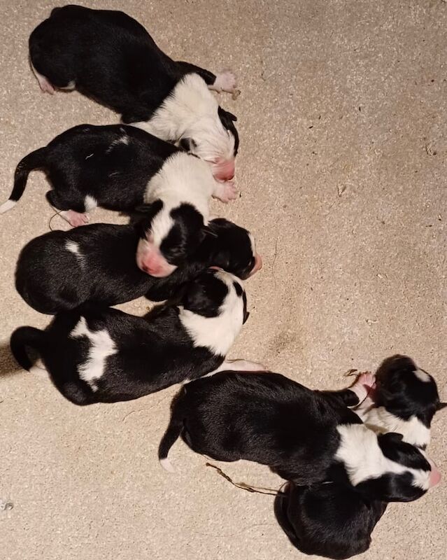 Registered & DNA health tested Border collie pups for sale in West Yorkshire - Image 6