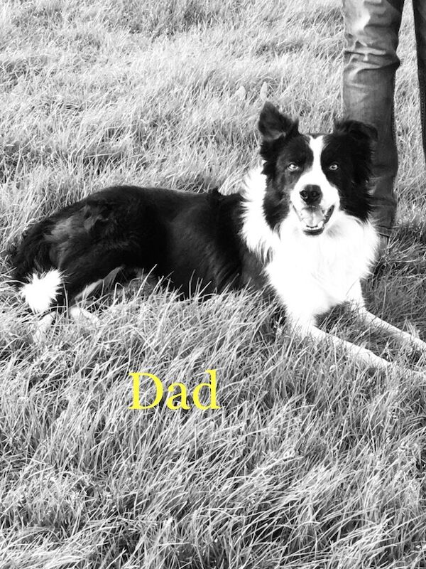 Registered & DNA health tested Border collie pups for sale in West Yorkshire - Image 7