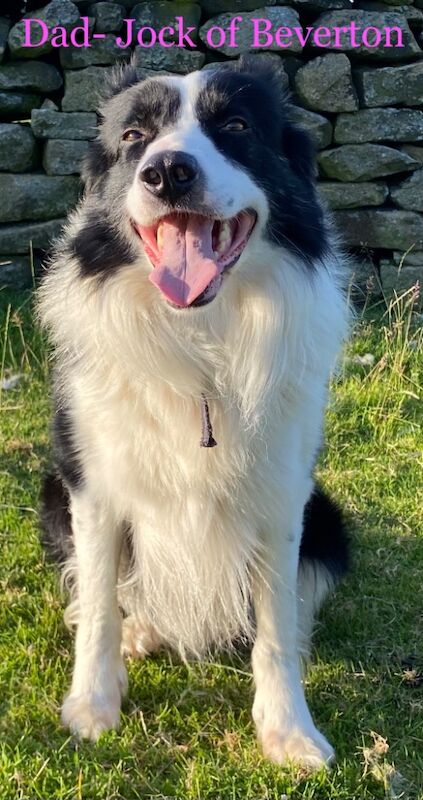 Registered & DNA health tested Border collie pups for sale in West Yorkshire - Image 8