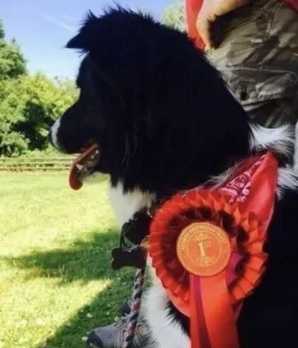 Registered & DNA health tested Border collie pups for sale in West Yorkshire - Image 9