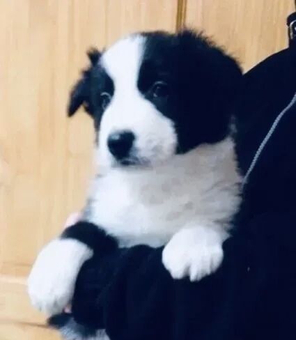 Registered & DNA health tested Border collie pups for sale in West Yorkshire - Image 10