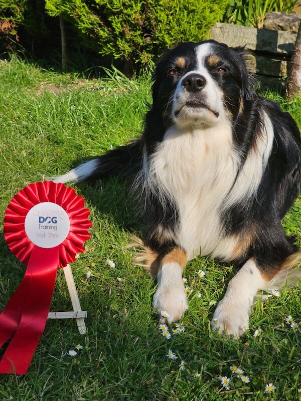 Registered & DNA health tested Border collie pups for sale in West Yorkshire - Image 11