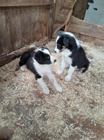 Registered puppies for sale in Bradley Stoke, Gloucestershire - Image 1