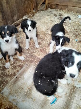 Registered puppies for sale in Bradley Stoke, Gloucestershire - Image 2