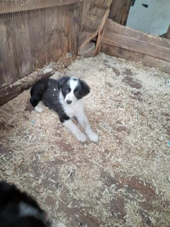 Registered puppies for sale in Bradley Stoke, Gloucestershire - Image 3
