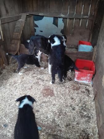 Registered puppies for sale in Bradley Stoke, Gloucestershire - Image 4