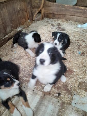 Registered puppies for sale in Bradley Stoke, Gloucestershire - Image 5