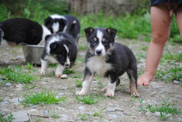 Registered working bred border collie puppies for sale in Llandeilo, Carmarthenshire