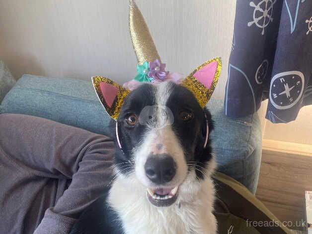 Rehoming beautiful 2yr collie for sale in Sunbury, Surrey