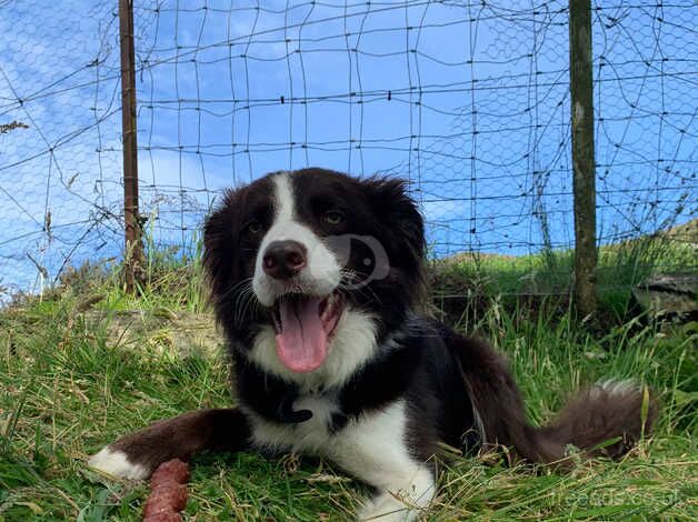 RESERVED: Red Border Collie for sale in Lairg / An Luirg, Highland