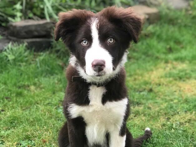 RESERVED: Red Border Collie for sale in Lairg / An Luirg, Highland - Image 2