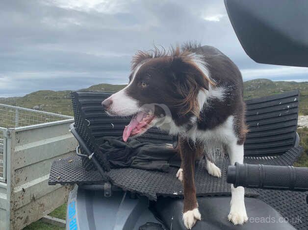 RESERVED: Red Border Collie for sale in Lairg / An Luirg, Highland - Image 3