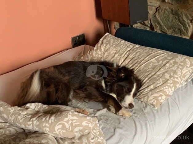 RESERVED: Red Border Collie for sale in Lairg / An Luirg, Highland - Image 4