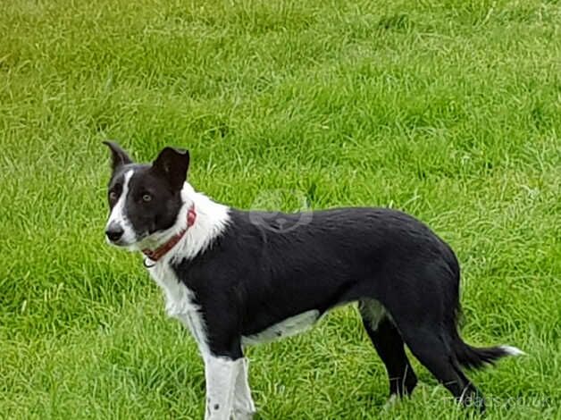 Retired sheepdog bitches for sale in Redditch, Worcestershire - Image 1