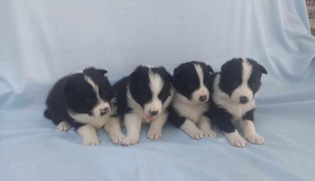 Samollies ,SamoyedxBorder collies for sale in Maresfield, East Sussex - Image 1