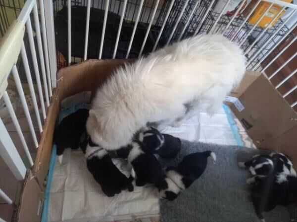 Samollies ,SamoyedxBorder collies for sale in Maresfield, East Sussex - Image 2