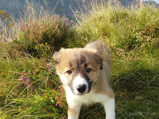 Seven beautiful Border Collie Puppies for sale in Blaenau Ffestiniog, Gwynedd