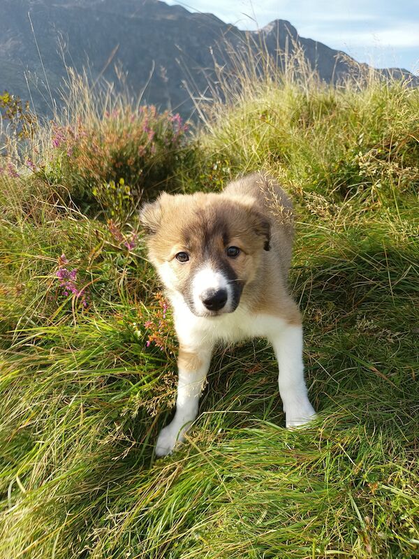 Seven Gorgeous Border Collie Puppies for sale in Blaenau Ffestiniog, Gwynedd