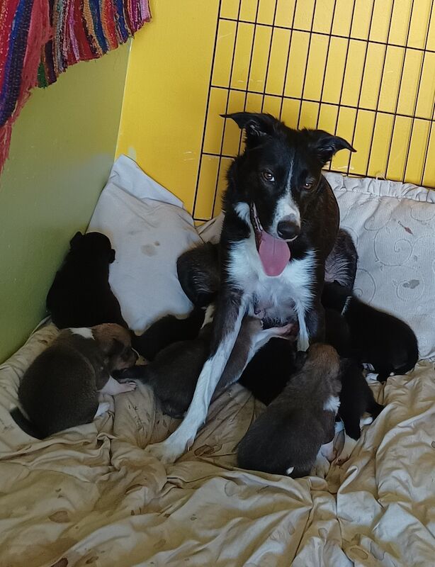 Seven Gorgeous Border Collie Puppies for sale in Blaenau Ffestiniog, Gwynedd - Image 2