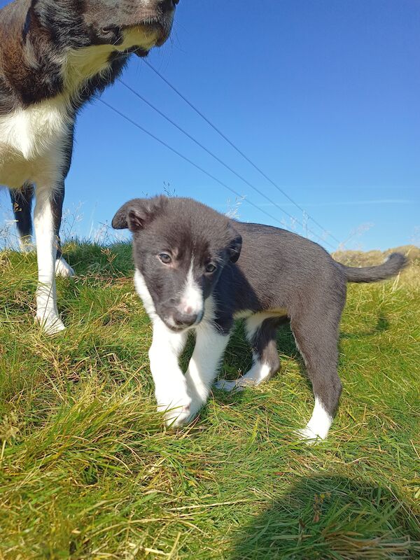 Seven Gorgeous Border Collie Puppies for sale in Blaenau Ffestiniog, Gwynedd - Image 3