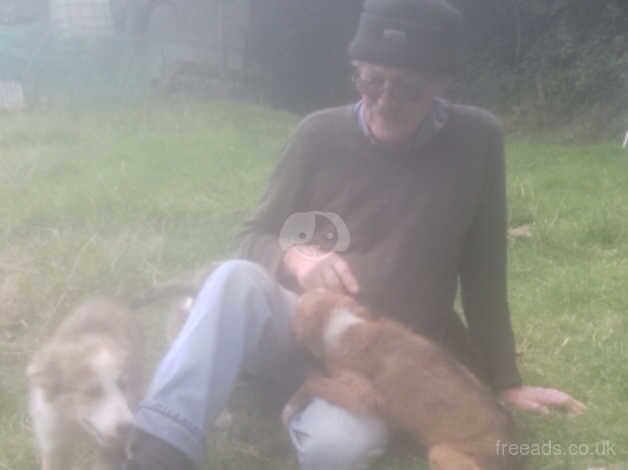 Sheep dog for sale in Monmouth Cap, Monmouthshire - Image 1