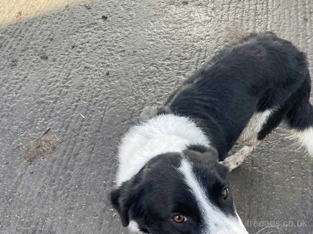 Sheepdog for sale in Rhayader/Rhaeadr Gwy, Powys