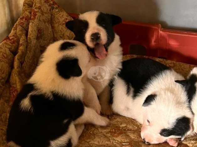 Sheepdog Pups for sale in Llangadog, Carmarthenshire