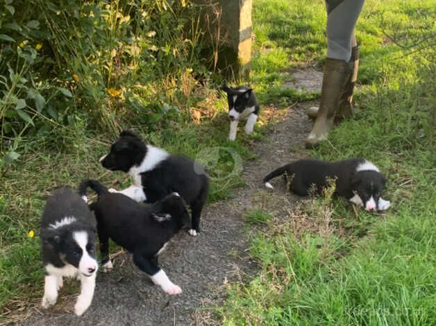 Sheepdog Pups - Near Kirkby Lonsdale for sale in Carnforth, Lancashire