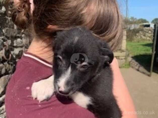 Sheepdog Pups - Near Kirkby Lonsdale for sale in Carnforth, Lancashire - Image 2