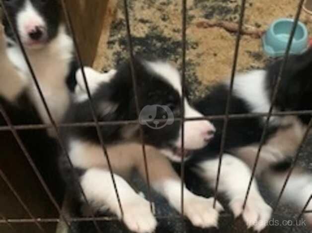 Sheepdog Pups - Near Kirkby Lonsdale for sale in Carnforth, Lancashire - Image 3