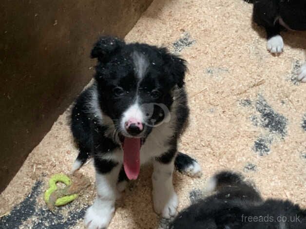 Sheepdog Pups - Near Kirkby Lonsdale for sale in Carnforth, Lancashire - Image 4