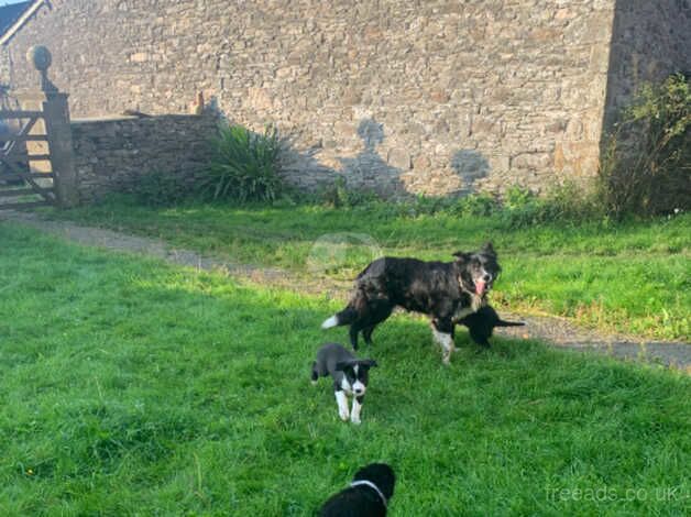 Sheepdog Pups - Near Kirkby Lonsdale for sale in Carnforth, Lancashire - Image 5