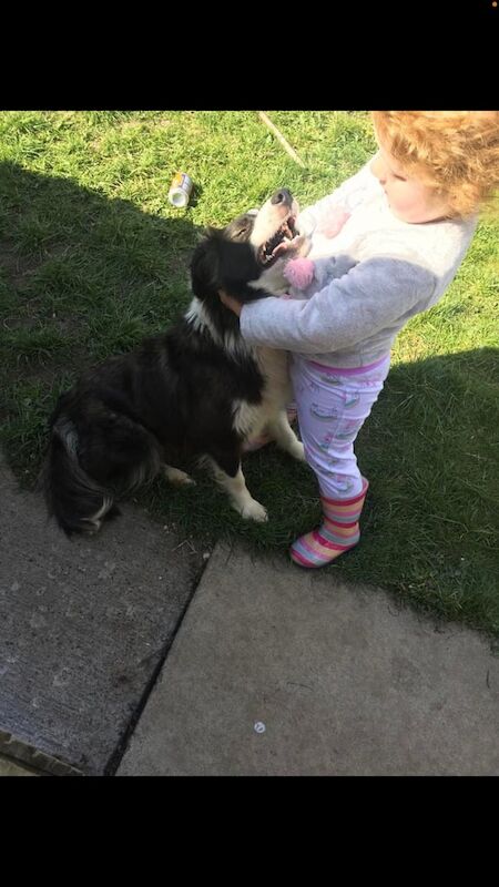 Stunning 5 border collie puppies for sale in Middlesbrough, North Yorkshire