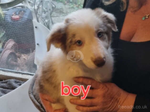 Stunning border collie puppies for sale in Abingdon, Oxfordshire - Image 3