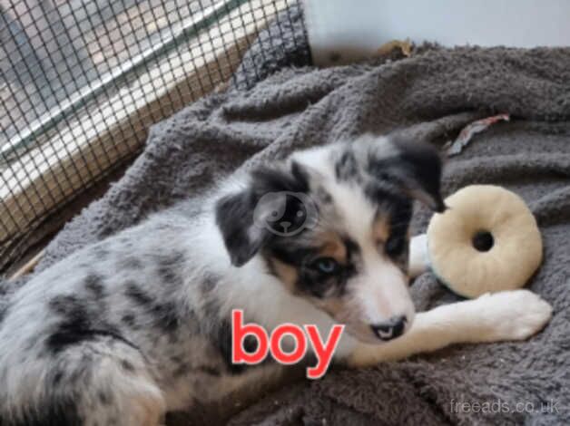 Stunning border collie puppies for sale in Abingdon, Oxfordshire - Image 4