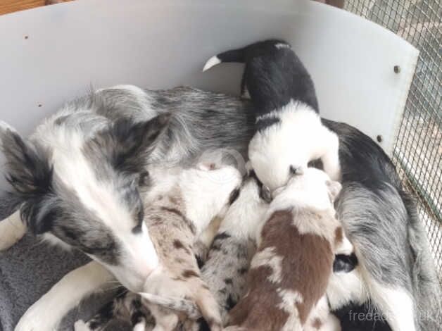 Stunning border collie puppies for sale in Abingdon, Oxfordshire - Image 5