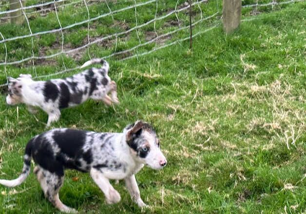 Stunning Border collie puppies for sale in Banbury, Oxfordshire - Image 2