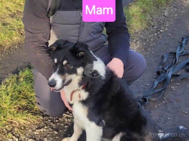 Stunning Border Collie Puppies for sale in Sunderland, Tyne and Wear