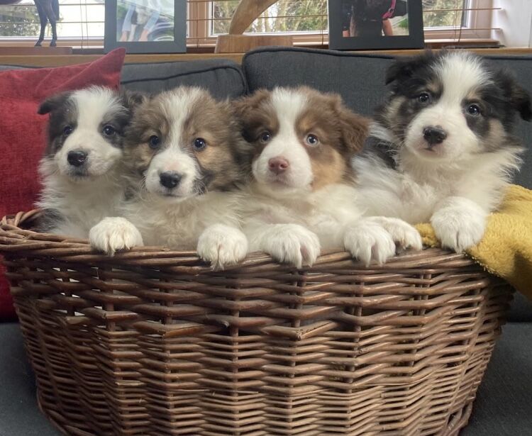 Stunning Border Collie pups for sale in Ripley, Derbyshire