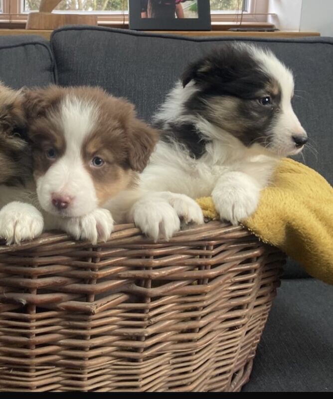 Stunning Border Collie pups for sale in Ripley, Derbyshire - Image 2