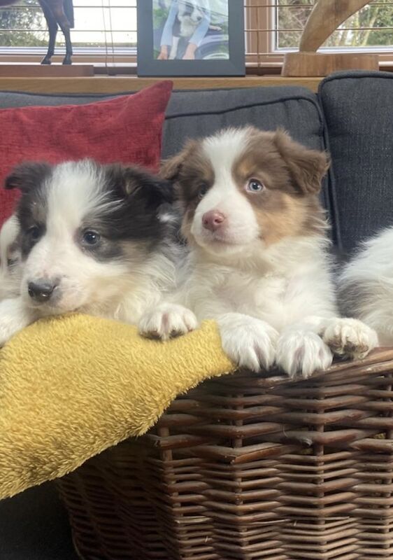 Stunning Border Collie pups for sale in Ripley, Derbyshire - Image 3