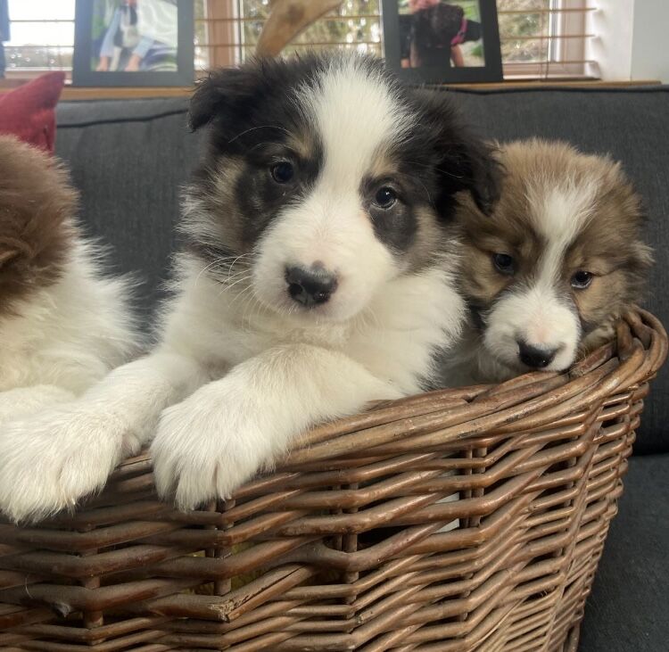 Stunning Border Collie pups for sale in Ripley, Derbyshire - Image 4