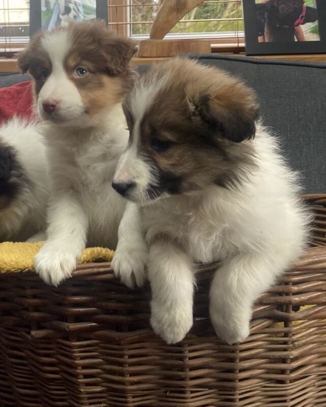 Stunning Border Collie pups for sale in Ripley, Derbyshire - Image 5