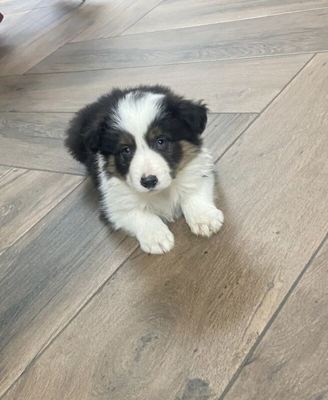 Stunning Border Collie pups for sale in Ripley, Derbyshire - Image 6