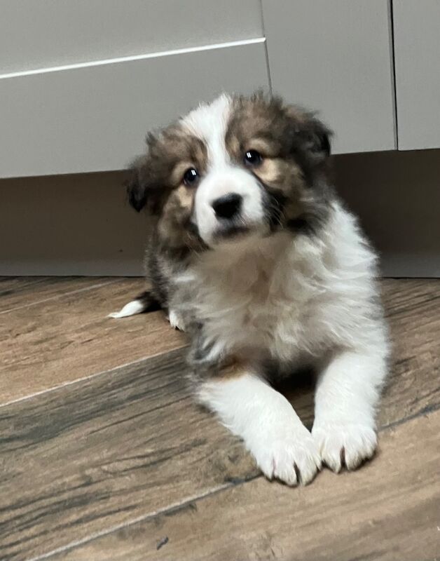 Stunning Border Collie pups for sale in Ripley, Derbyshire - Image 8