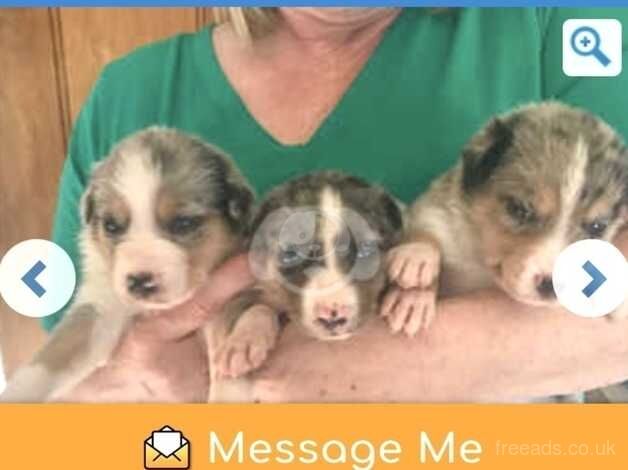 Stunning border collie pups for sale in Llandeilo, Carmarthenshire